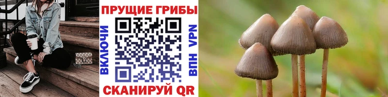 Галлюциногенные грибы Psilocybine cubensis  Озёрск 